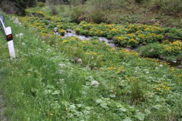 Die Moldau als Gebirgsbach vor Kvilda.