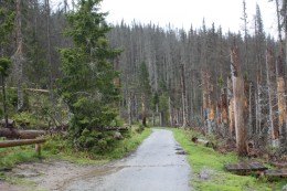 Spuren des Borkenkäfers im Wald an der Moldauquelle.