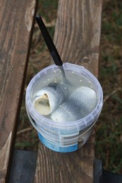 Rollmops