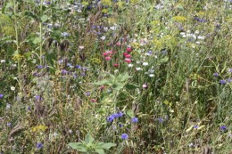 Kornblumen